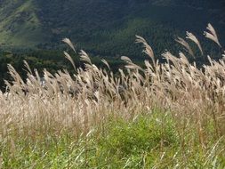Japanese silver grass in autumn