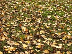 Fallen leaves on a ground