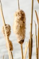 dry cattail