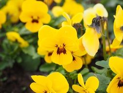 yellow pansies in spring