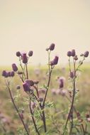 Thistles Landscape