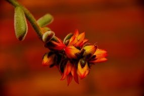 Echeveria blossoms at blur red background