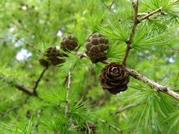 cones on a pine branch in the forest