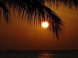 Palm tree at the background of the Orange sunset