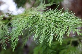 green branch of thuja close-up