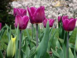 Purple tulips in Poland