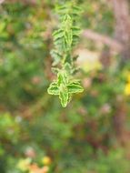 st john's wort or Hypericum perforatum