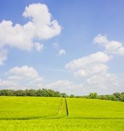 bright green field under the sun