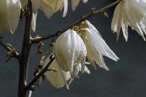 white flowers on a branch in raindrops