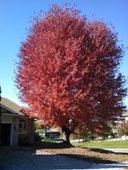 huge tree with red foliage near the house on a sunny day