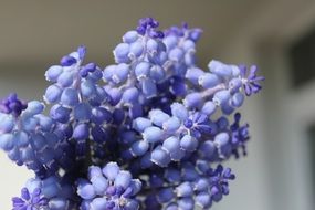 purple bells in sunny weather