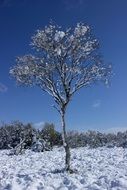 snow lonely tree in a swamp on a sunny day