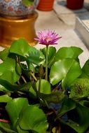 lotus in a flower pot