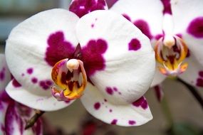 Purple and White Orchid