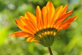 orange flower on blurred background close up