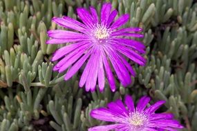 long purple flower petals