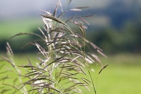 blades of meadow grass