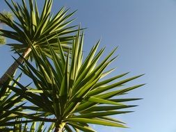 palm tree in Portugal