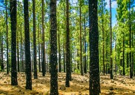 perfectly charming sun Forest