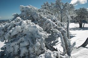 sticky snow on trees in December