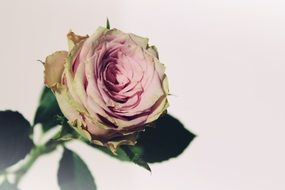 photo of romantic roses on white background