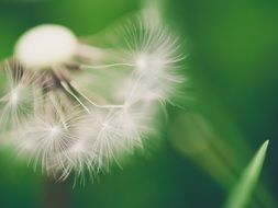 macro view of dandelion with seeds on a background of green leaf