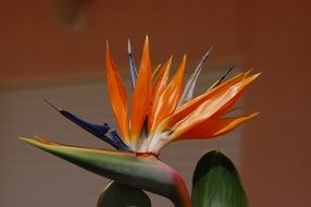 exotic orange bird of paradise flower