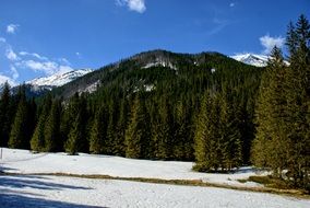 Tatry KoÅcieliska Green Forest Valley Winter view