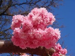 pink lush flowering plum tree