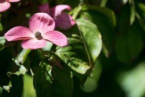 dogwood like a flowering bush in the sun