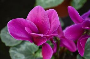 wallpaper with bright purple flowers