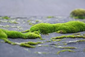 Green Moss on a ground