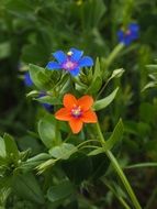 blue and red pimpernels