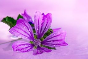 Wild Flower in drops of water in purple background