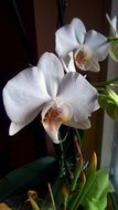 white orchid in a pot on the window