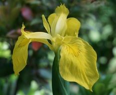 yellow iris flowerhead