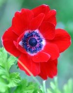 red poppy with blue core