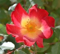 closeup photo of wonderful Red Summer Plant