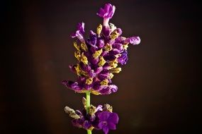 closeup of a lavender inflorescence