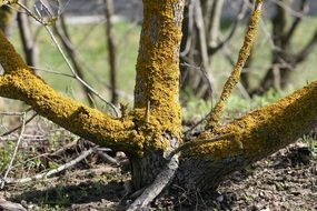 Wood with yellow Mushroom Plant closeup