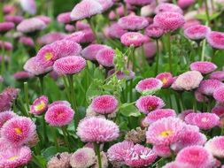 pink flowers in the meadow in the park close-up on blurred background