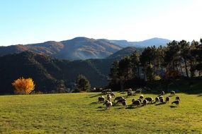 sheep on a green pasture in the mountains