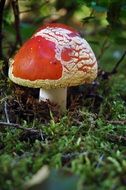 poisonous mushroom with red hat on green moss