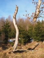 dry dead tree at the edge of the forest