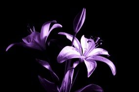 Lily Lilies Purple