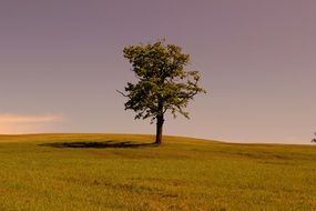 tree among green deserted meadow