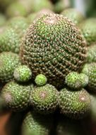 closeup of green succulent plant