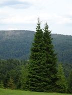 Christmas trees on a mountain hill