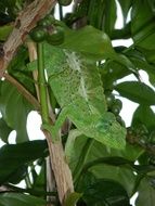 green lizard is hiding in the foliage