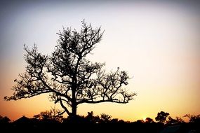 tree against the background of pastel colorful dawn